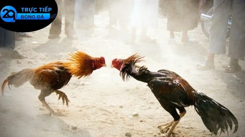 Đá Gà 2qlive 1 Tại Sao Chọn Đá Gà 2qlive?