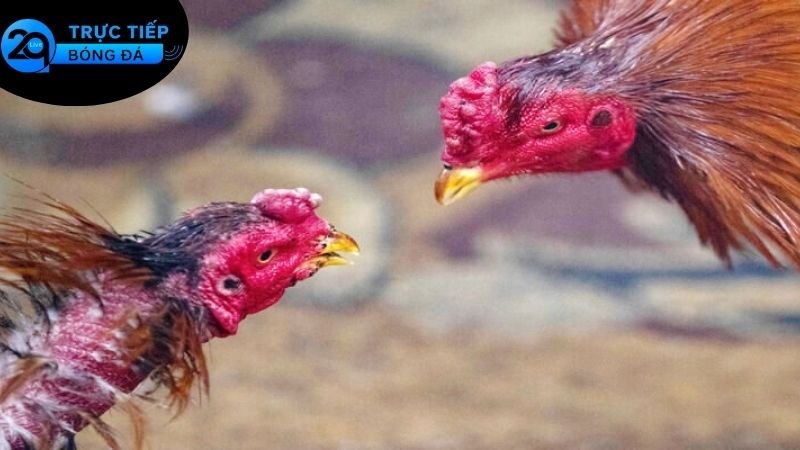 Đá Gà 2qlive 2 Các Loại Hình Cá Cược Được Cung Cấp Ở Trong Đá Gà 2qlive