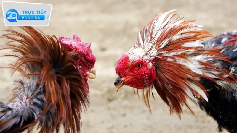 Đá gà trực tiếp 2q - Trải nghiệm thú vị tại nhà cái đẳng cấp 2 Hướng dẫn cách chơi đá gà trực tiếp 2Q