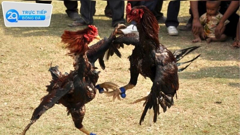Đá gà trực tiếp 2q - Trải nghiệm thú vị tại nhà cái đẳng cấp 4 Lưu ý quan trọng khi chơi đá gà trực tiếp 2Q