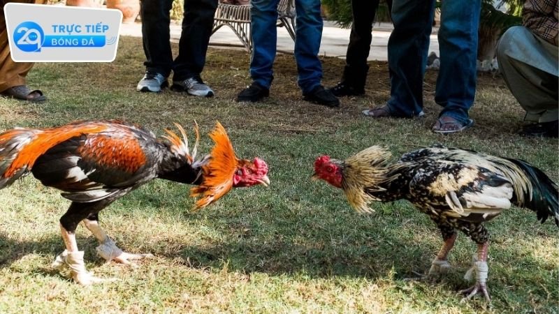 Đá Gà Trực Tiếp 2Q Campuchia - Trải Nghiệm Cá Cược Đỉnh Cao 2 Ưu điểm nổi bật của đá gà trực tiếp 2Q Campuchia